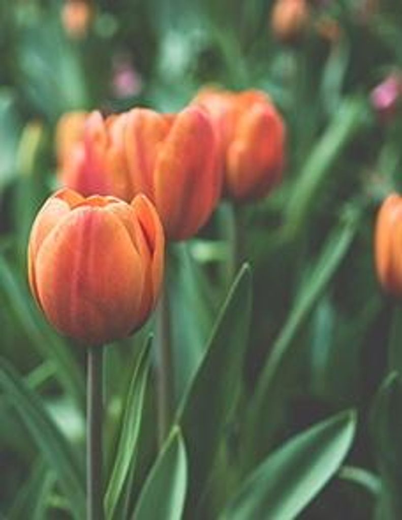 Guadalupe Pena Profile Photo