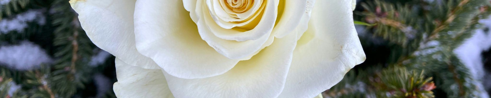 Cover for Priscilla Curtis Mitchell's Obituary