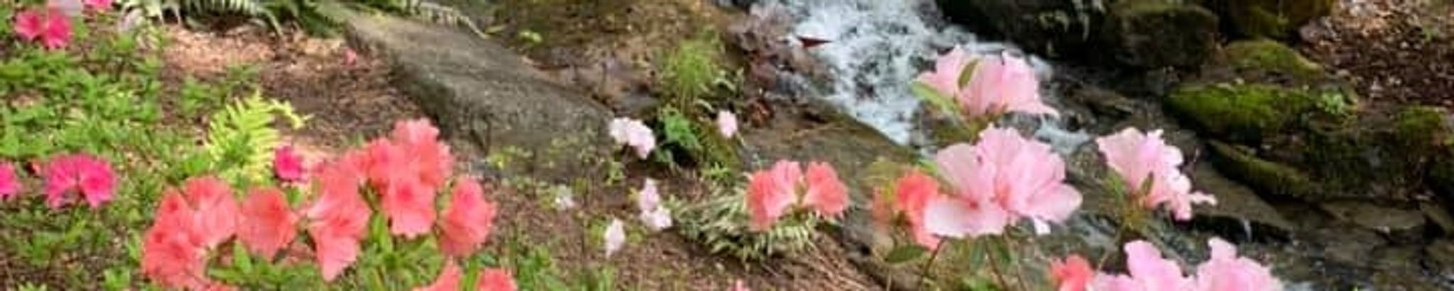 Cover photo for Martha Sue Roye's Obituary