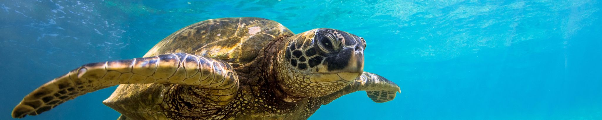 Cover for Jennifer Lee Stapleton's Obituary