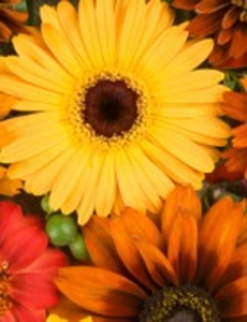 Mary Elizabeth Vanadore