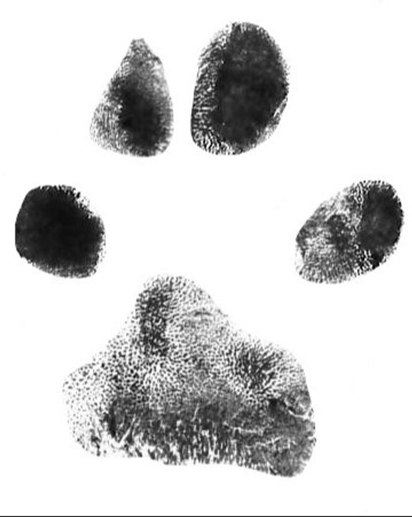 Bear Reece Profile Photo