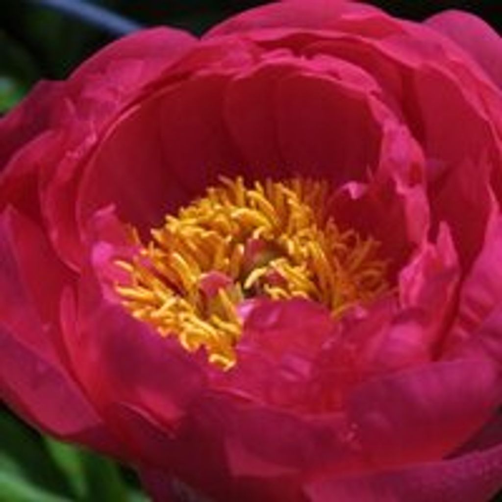 Georgetta Craft