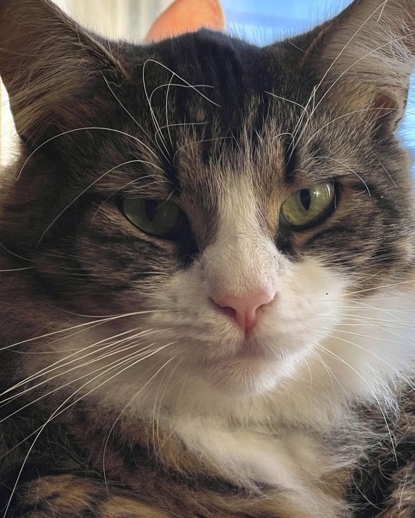 Mr. Bean Ponders Profile Photo