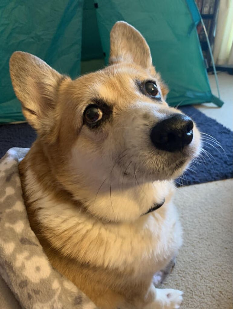 Jetson "Jet" Absher Profile Photo