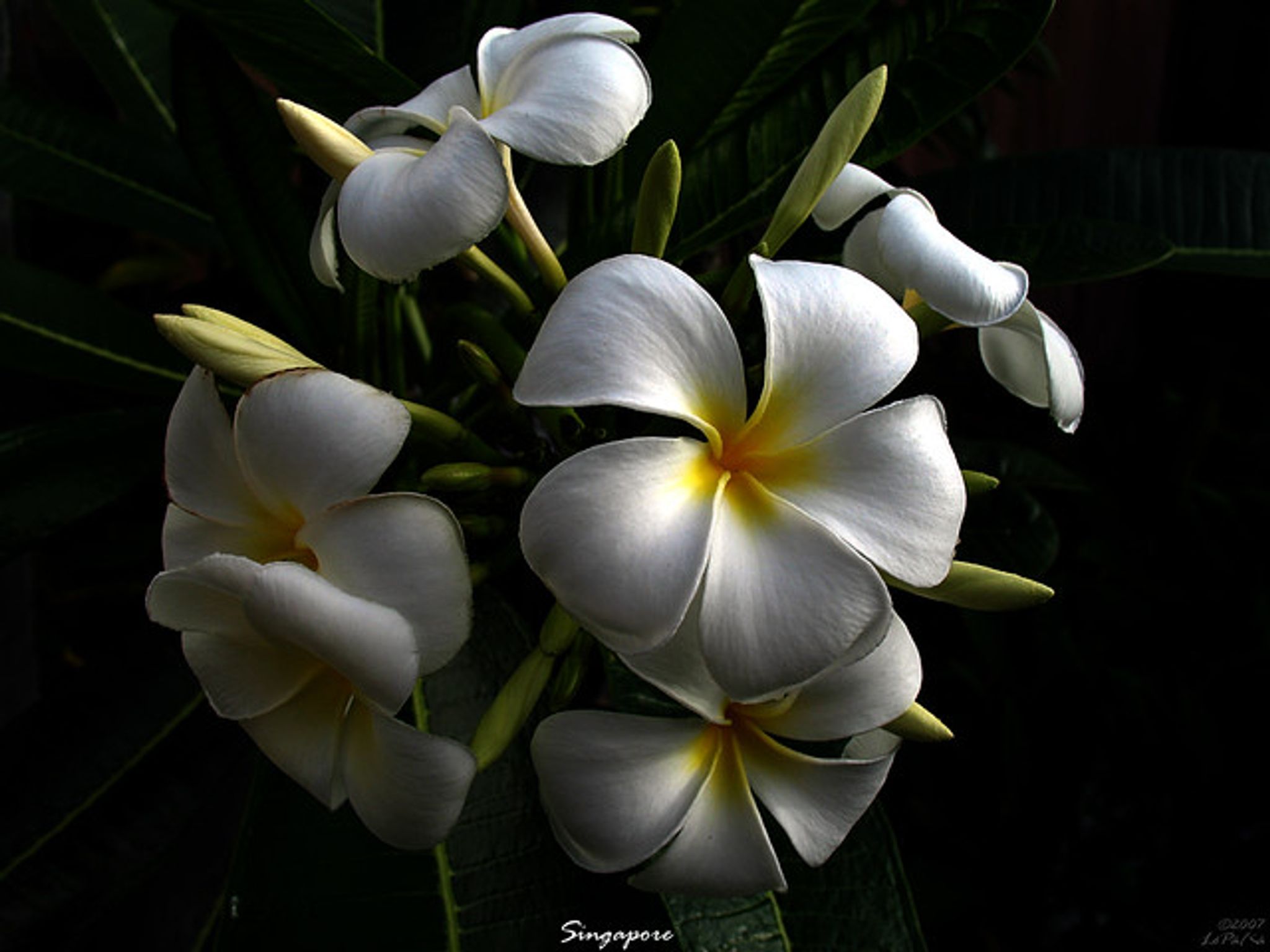 Cover photo for Dionicia Kapileo Techur's Obituary
