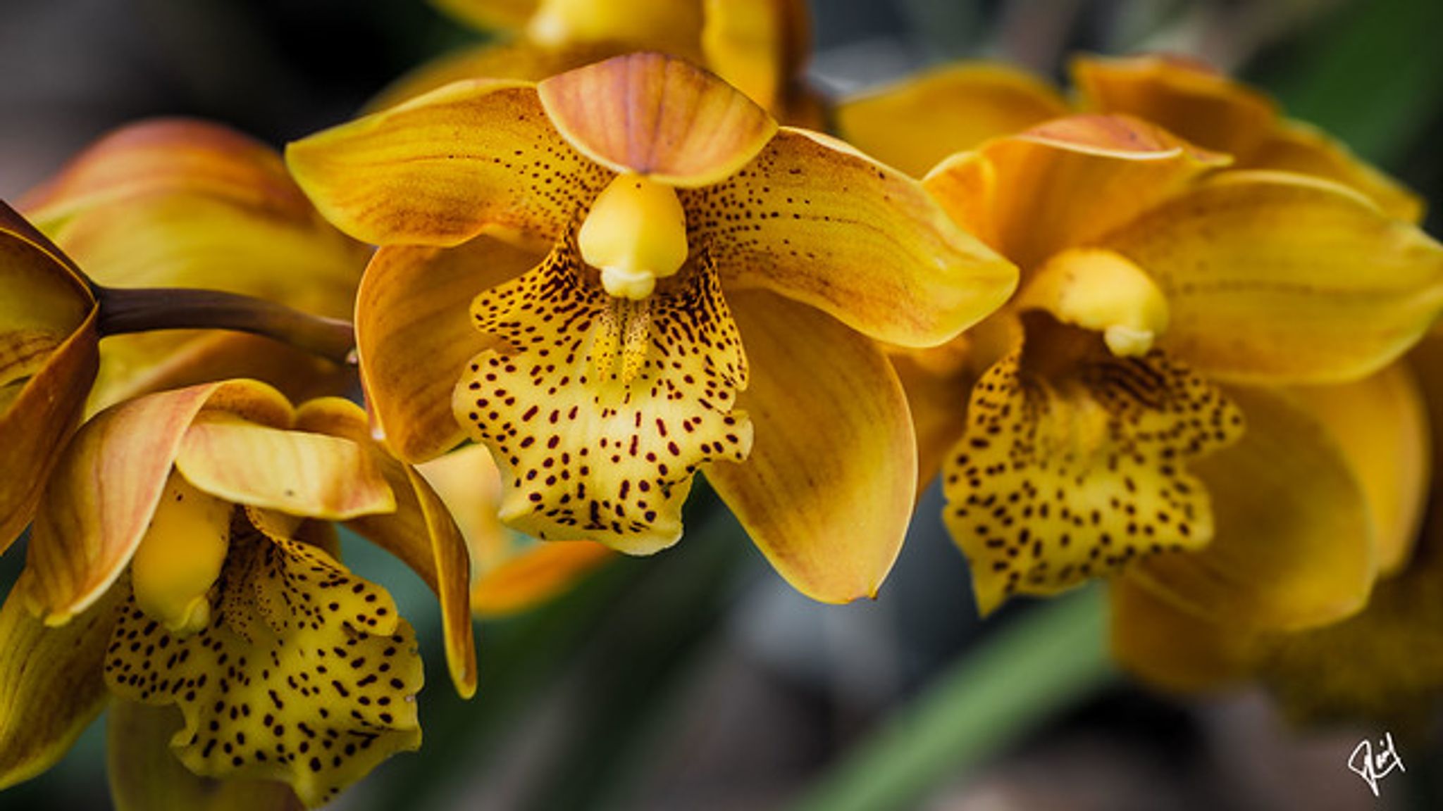 Cover photo for Genetta A. Jordan's Obituary