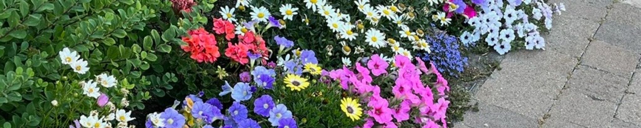 Cover photo for Donna Jean Taylor's Obituary