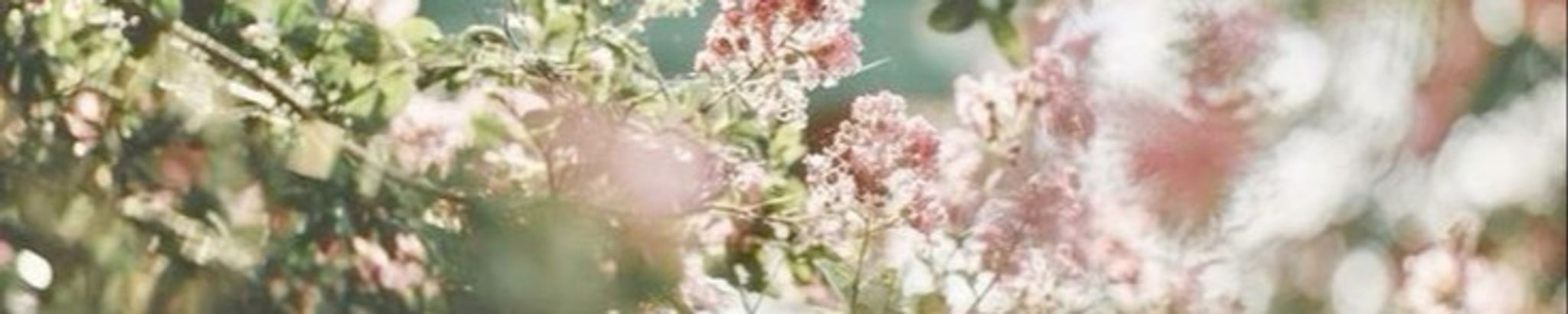 Cover photo for Blanche Naomi Candler's Obituary