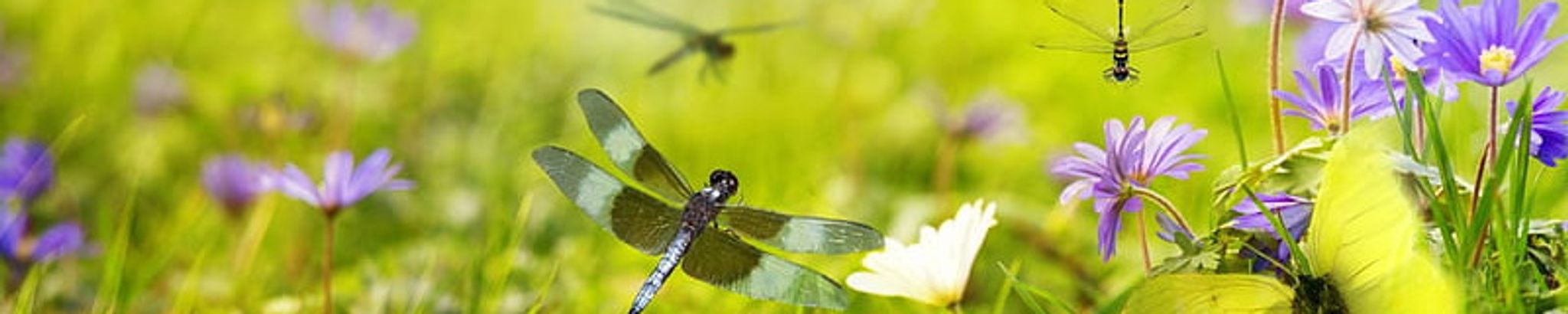 Cover for Phyllis Marie Breuer's Obituary