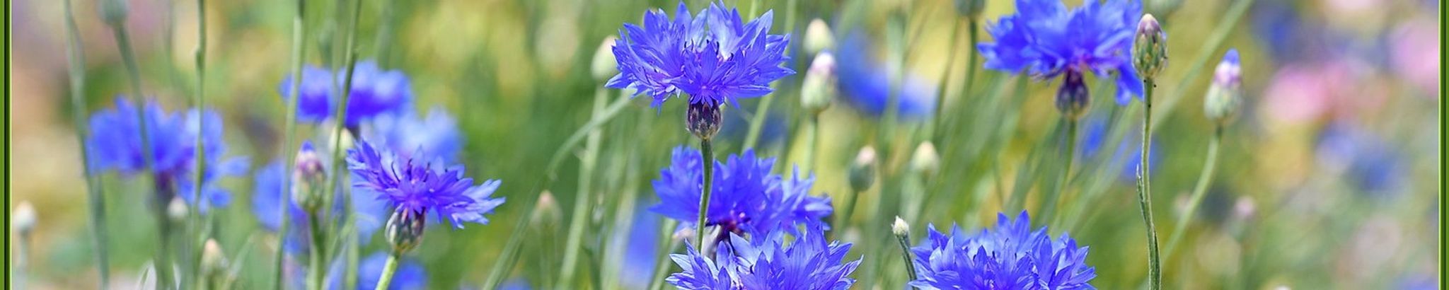 Cover for Terrance Jaden Jones's Obituary