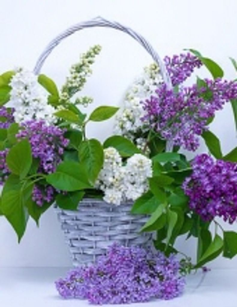 Marianne  M. Wheeler