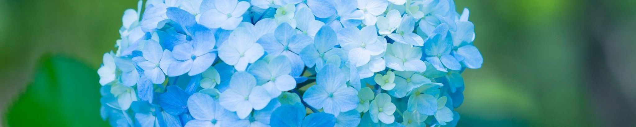 Cover for Patsy "Pat" Simmons's Obituary