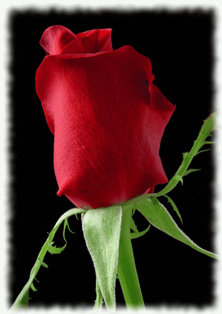 Pamela (Wells)  Hawk