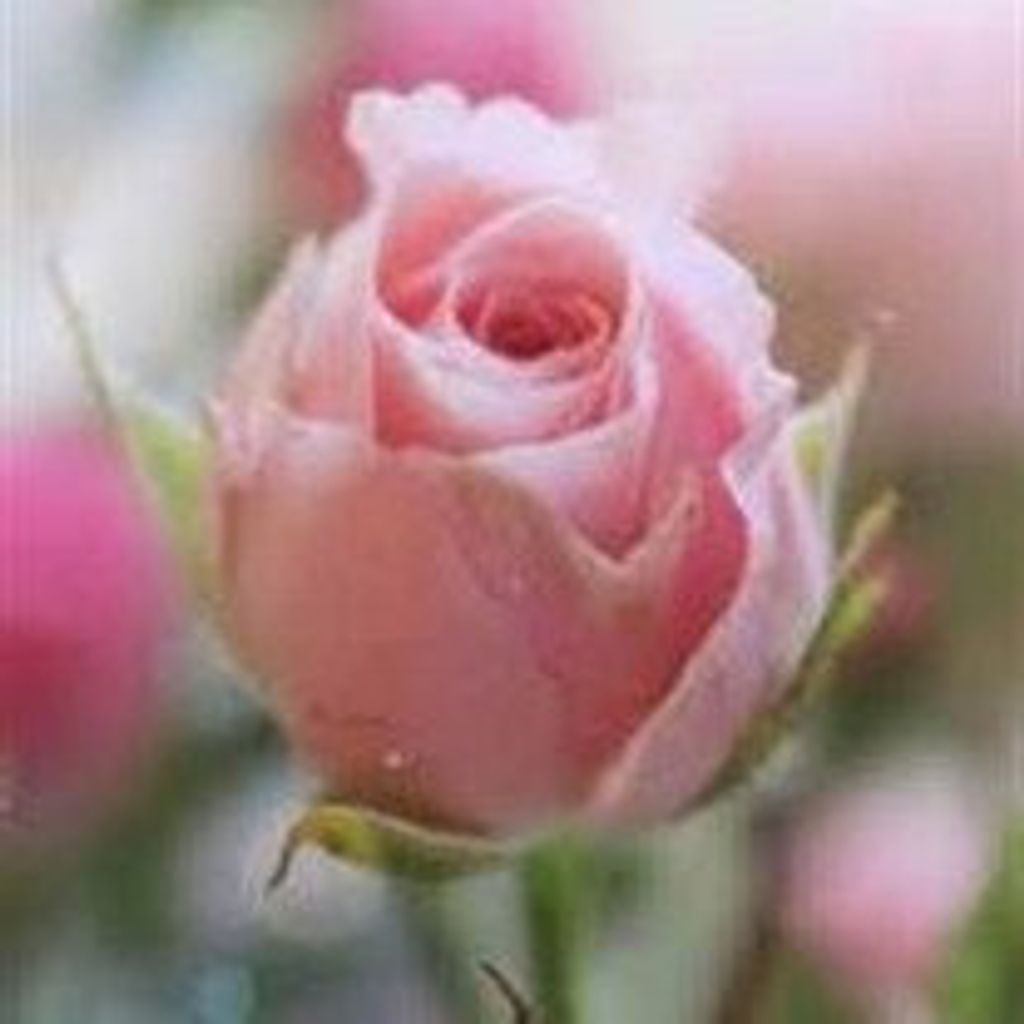 Rose Anne Taylor Mays Profile Photo