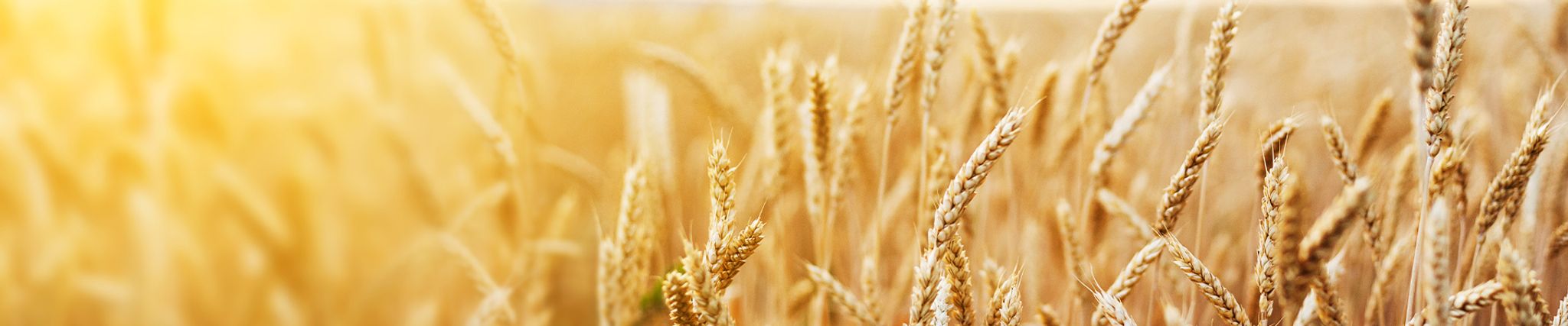 Juliet Jean Johnson Obituary July 17 2025 Newcomer St Louis