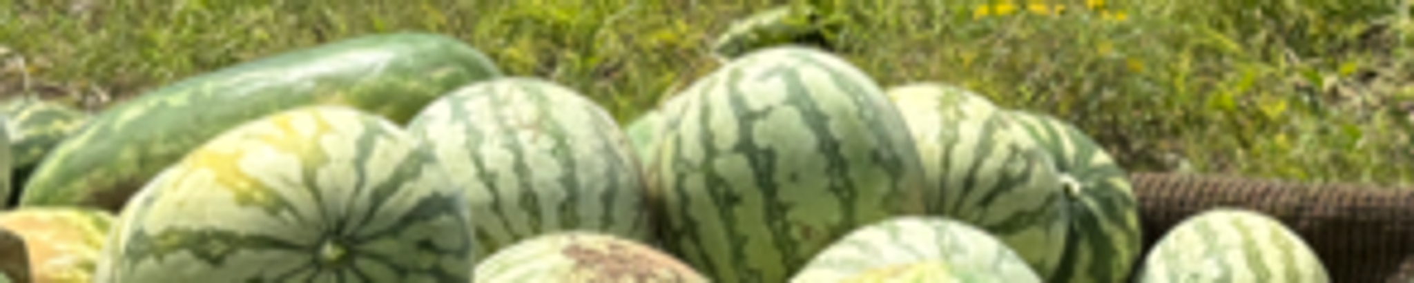 Cover for Gene Howard Kvapil's Obituary