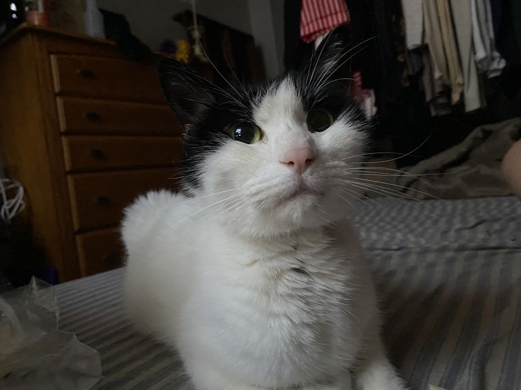 Tux Profile Photo