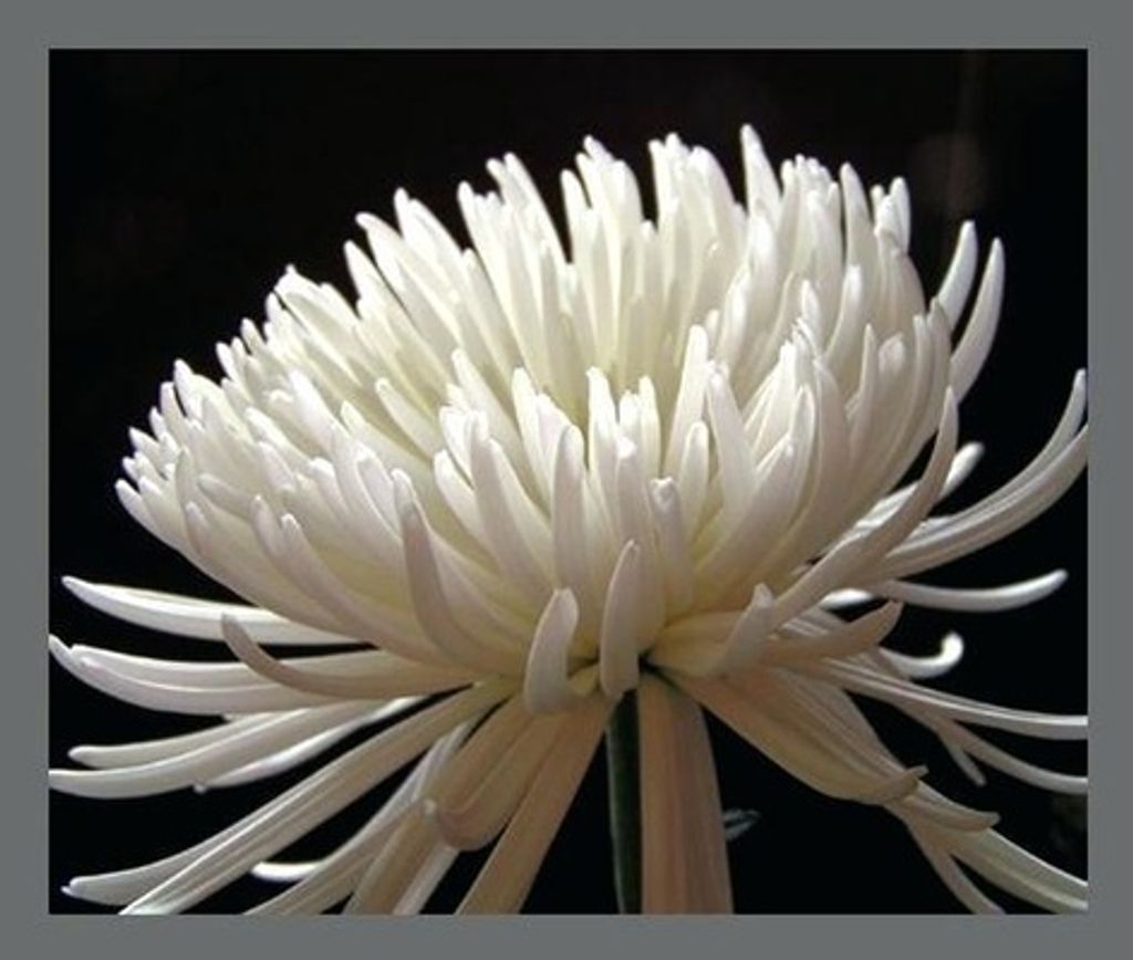 Elizabeth V. Glaser (Nee Held)