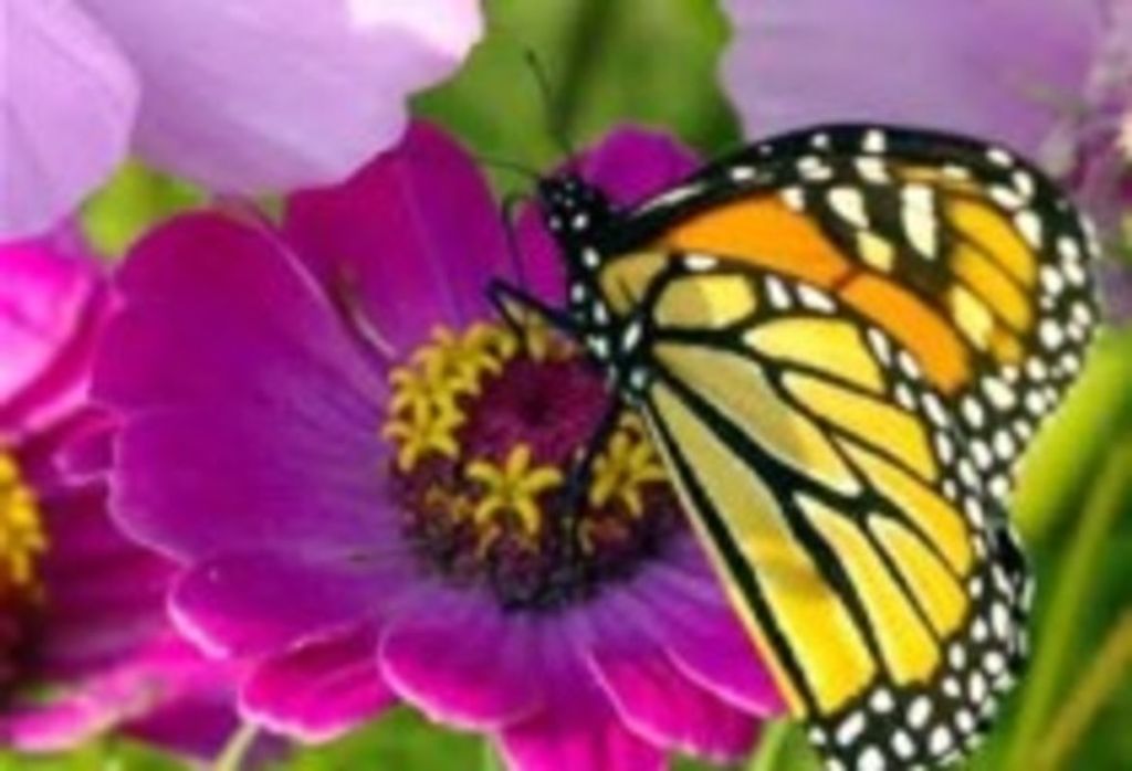 Janet "Jan" M. Garon Profile Photo