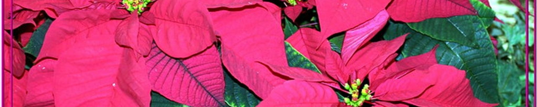 Cover photo for Nancy Lee Tennyson Andrews's Obituary