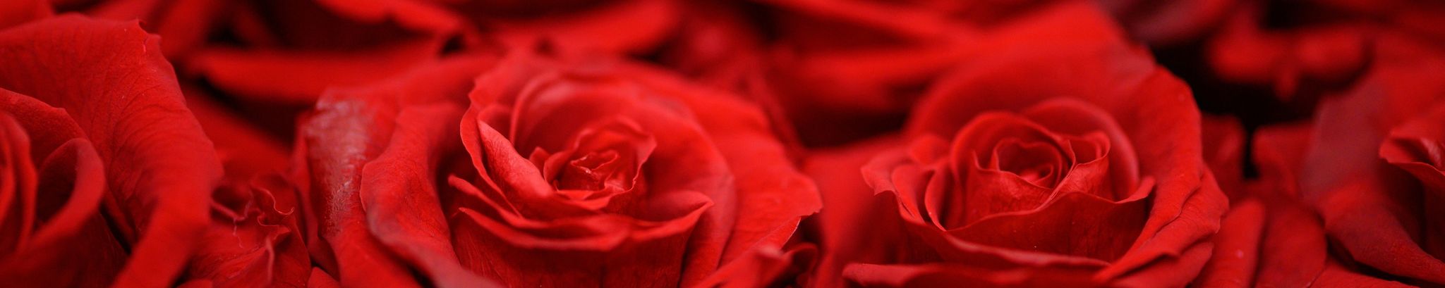 Cover photo for Sandra Marie Gutierrez's Obituary