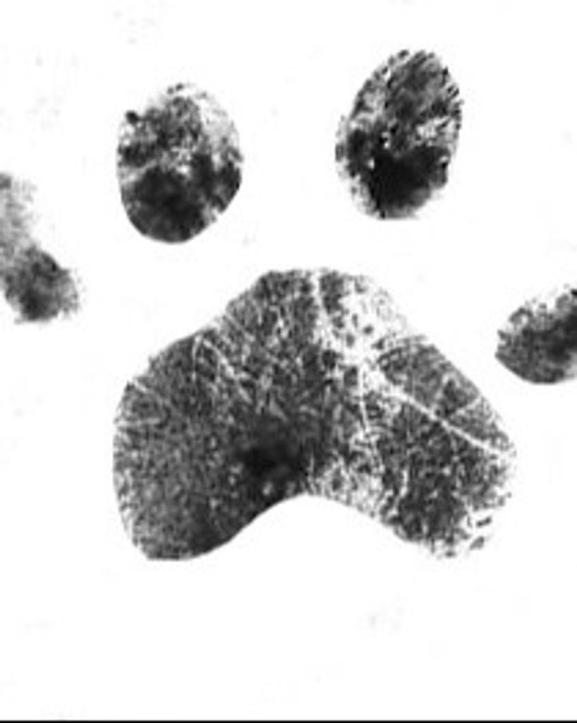 Maestro Tuck Profile Photo