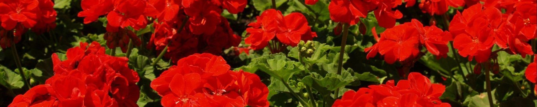 Cover for Ruby Pauline Wood's Obituary