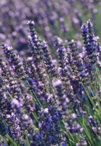 Marion Eugene Helms Profile Photo