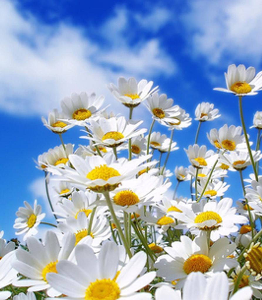 Lorraine Eichelberger