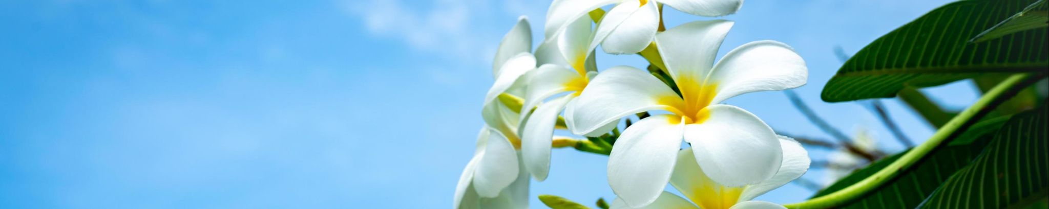Cover photo for Yolanda Estrada's Obituary