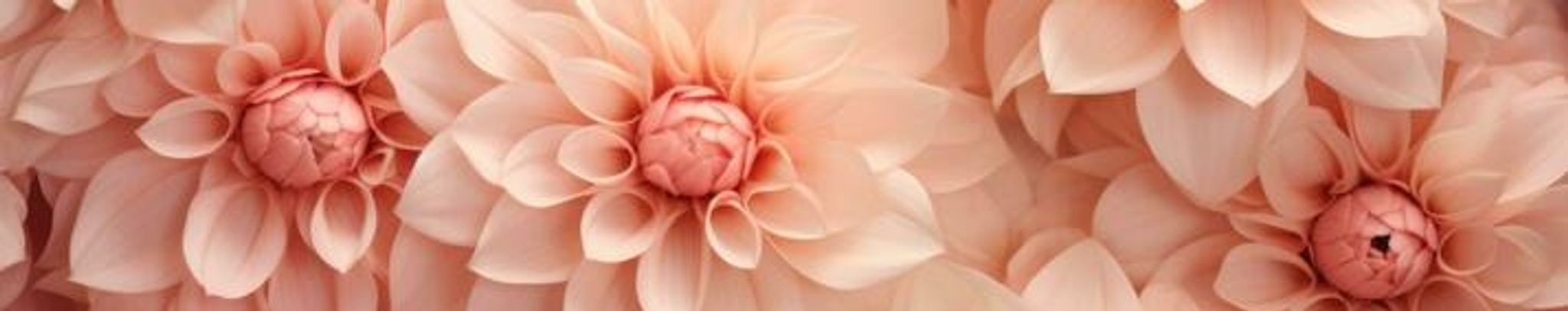 Cover photo for Elizabeth Connors's Obituary