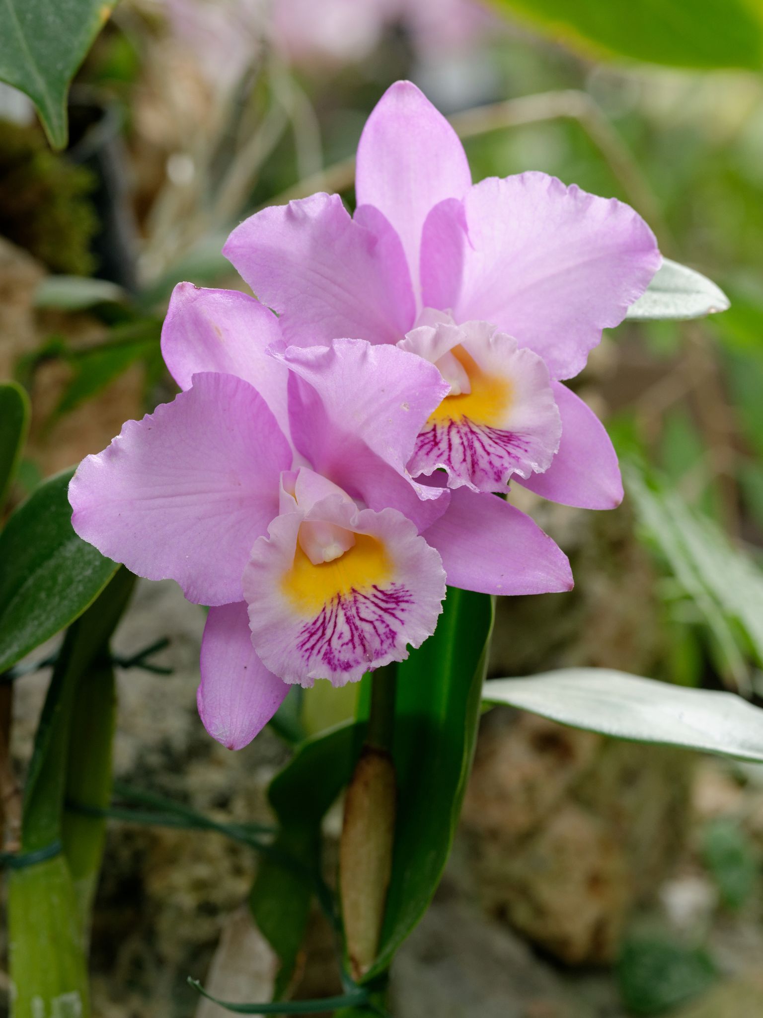 Cover photo for Eleanor Maurer's Obituary
