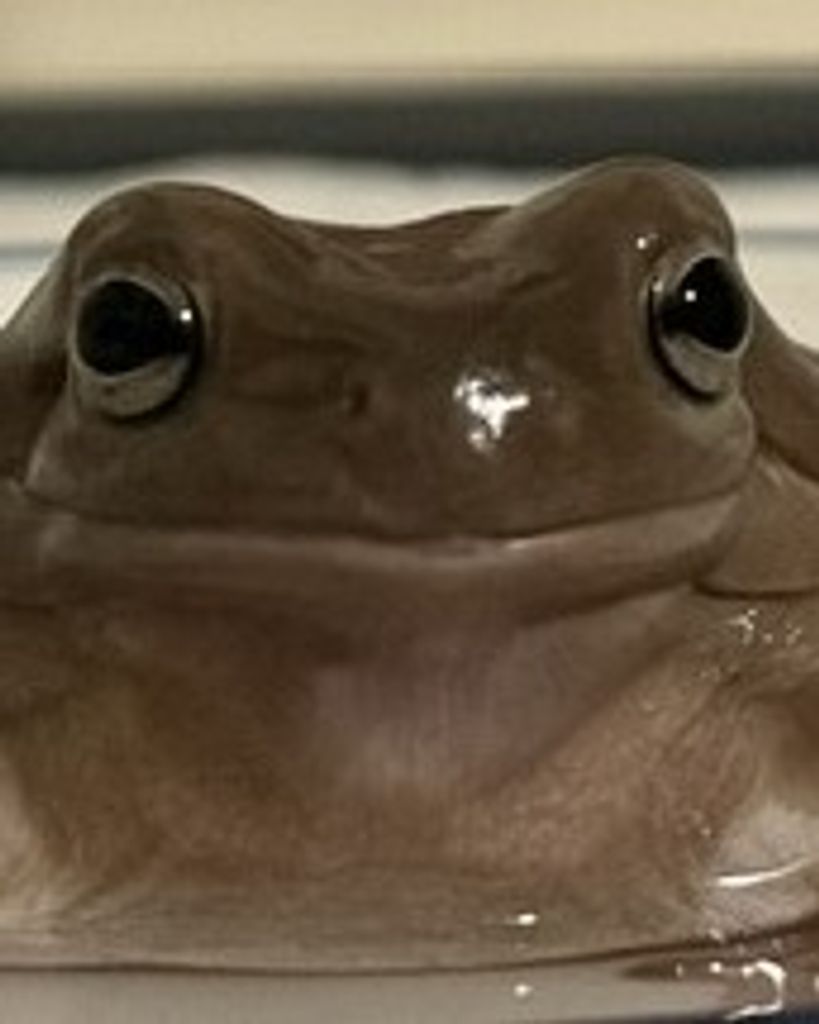 Puff Devens Profile Photo