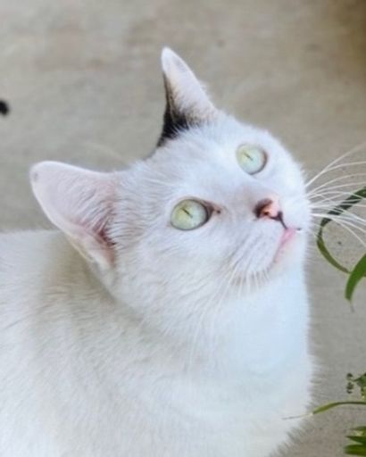 Lulu ?'s obituary image