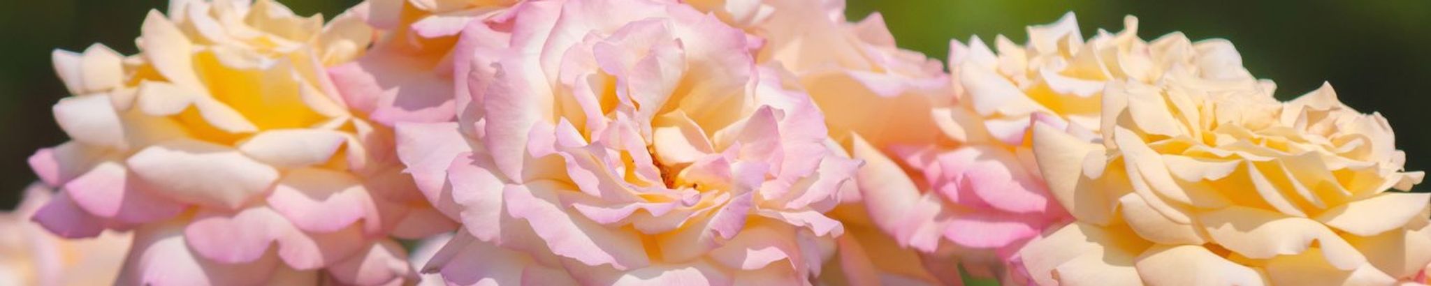Cover photo for Irene Ruth Forster's Obituary