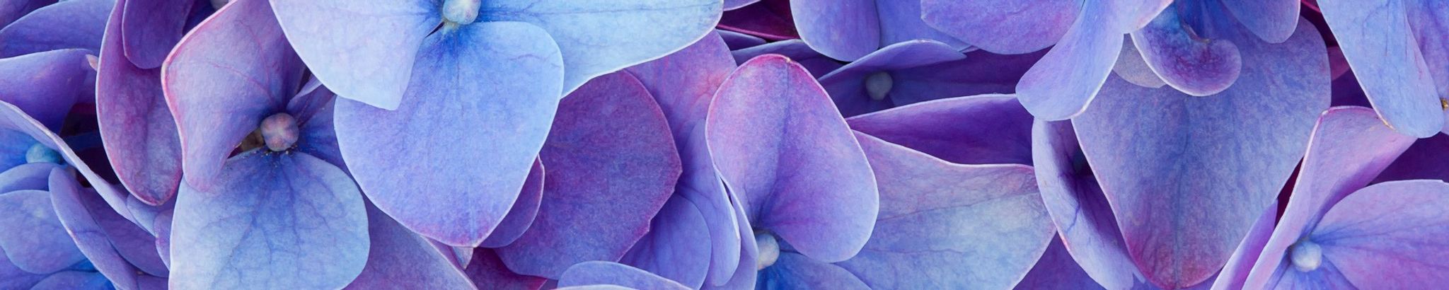 Cover photo for Carol Stevens Wilson's Obituary