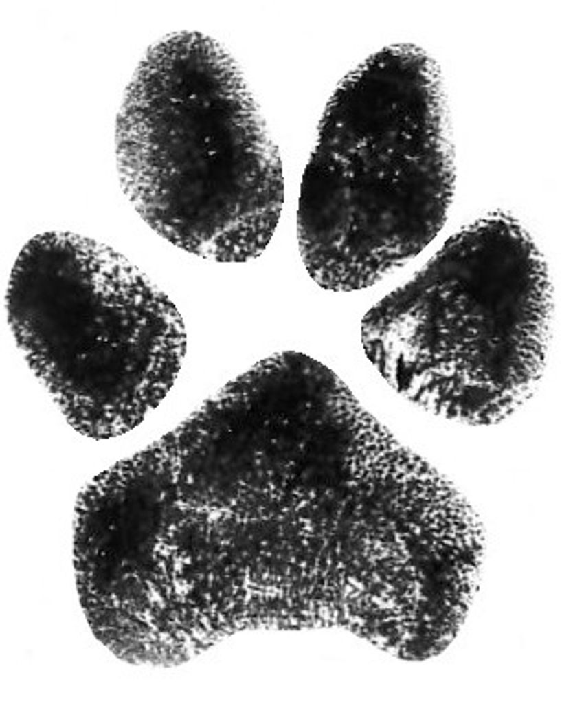 Manchas Lopez Profile Photo