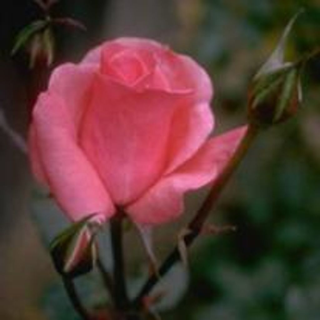 Thelma Millican