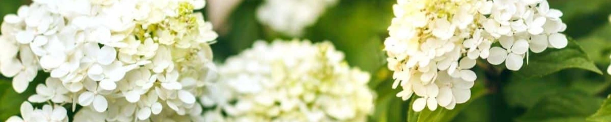 Cover photo for Carol Ann Scardina's Obituary