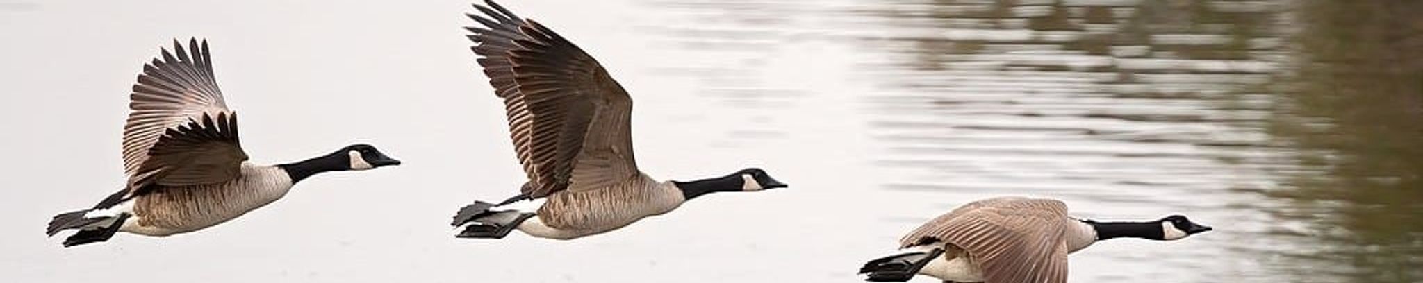 Cover for Elaine Dickenson's Obituary