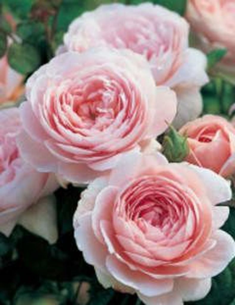 Dorex Herring Profile Photo