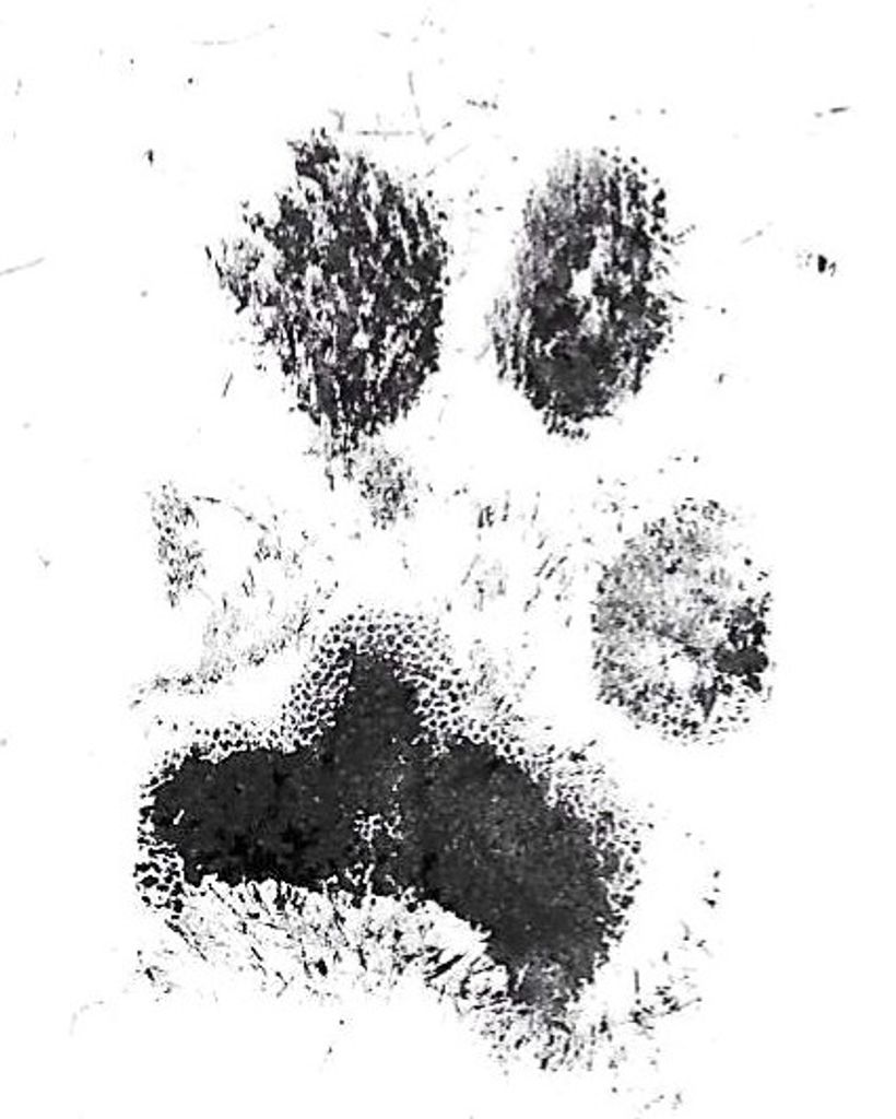 Tiki Brandon Profile Photo