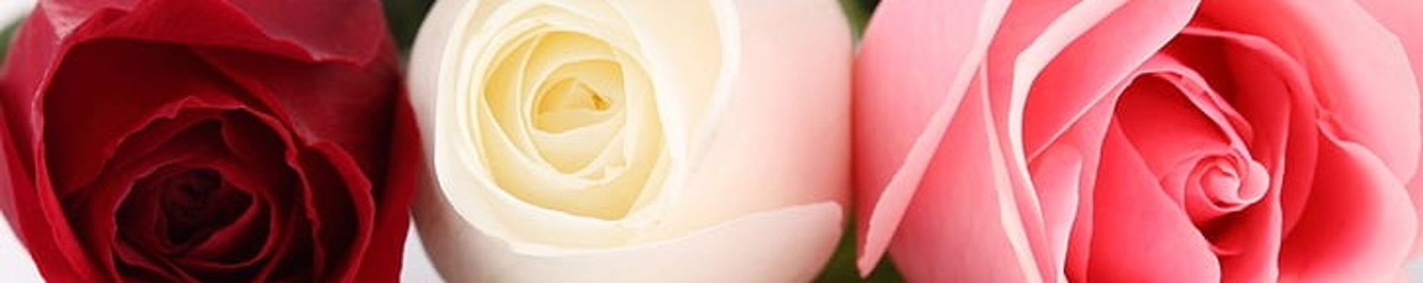 Cover photo for Amparo Gutierrez's Obituary