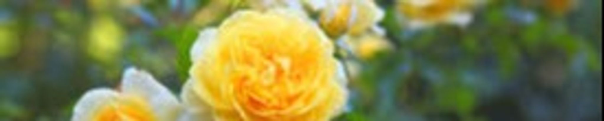 Cover photo for Bernice Reinagel's Obituary