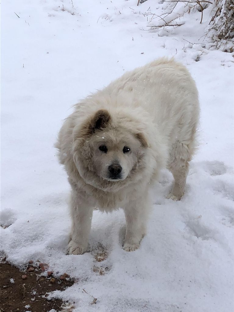 Fluffy Profile Photo