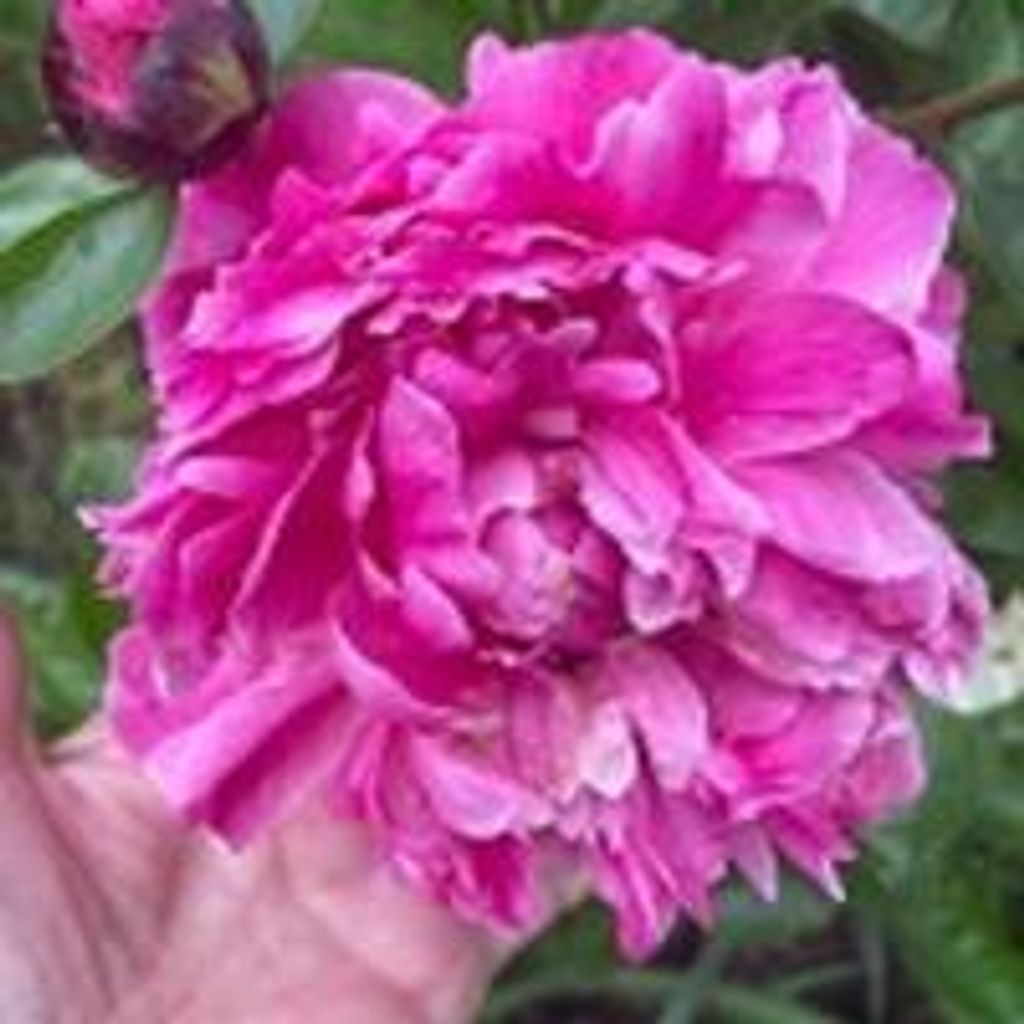 Martha J. Swisher Profile Photo
