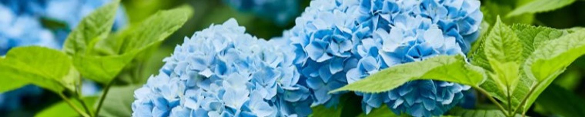 Cover photo for Alice Marie Vierra Wright's Obituary