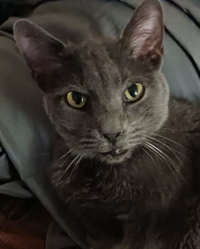 Ashes Fields Profile Photo