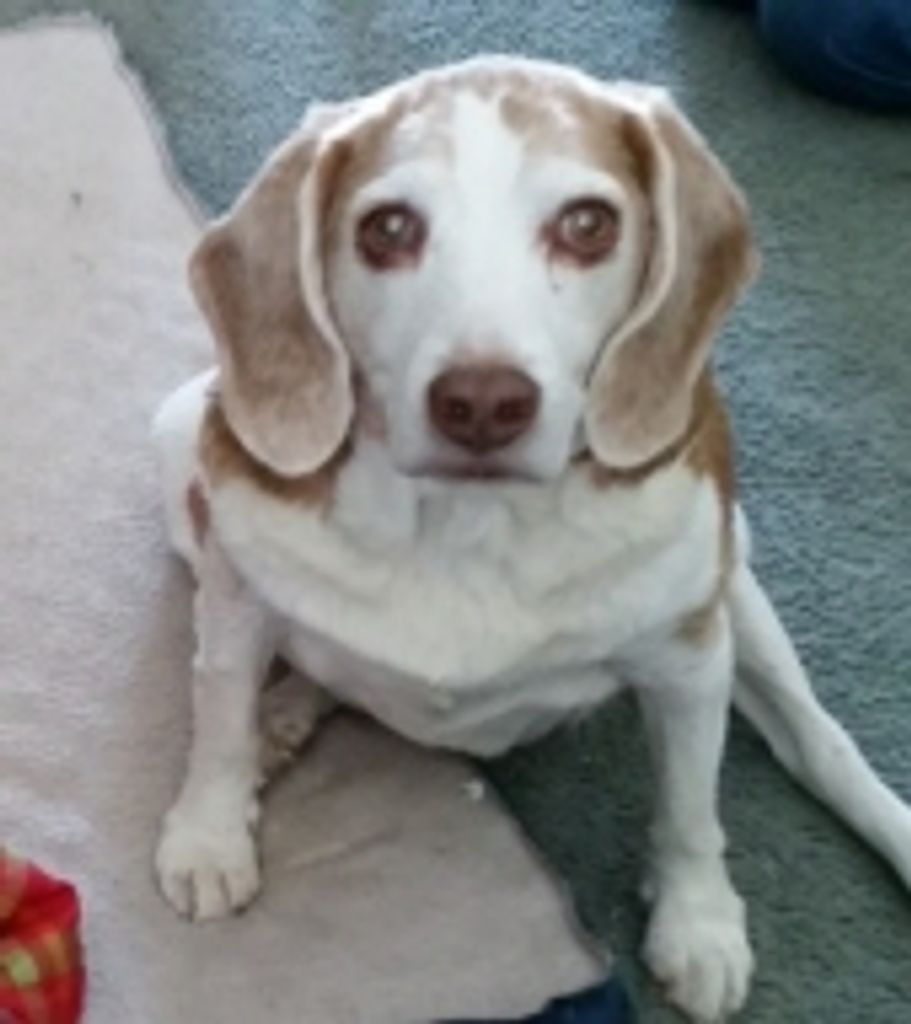 Luke Manring Profile Photo